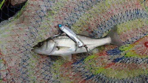 セイゴ（マルスズキ）の釣果