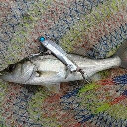 セイゴ（マルスズキ）