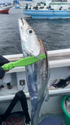 タチウオの釣果