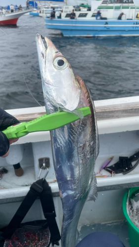 タチウオの釣果