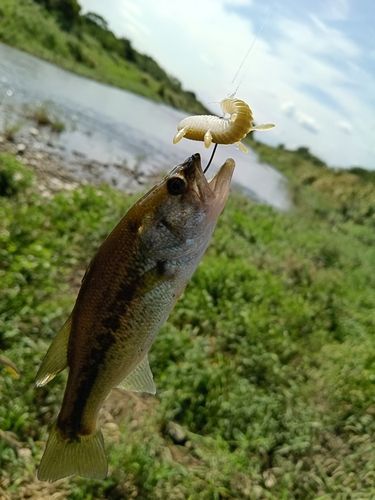 入間川下流