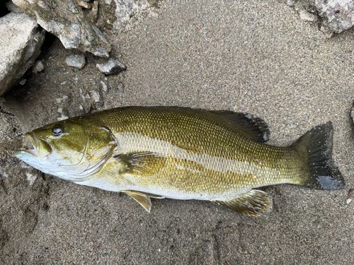 スモールマウスバスの釣果