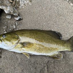 スモールマウスバス