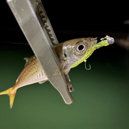 アジ