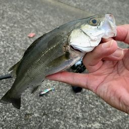 セイゴ（マルスズキ）