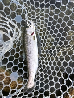 サツキマスの釣果
