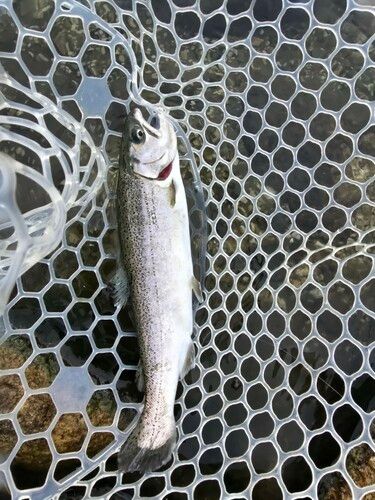 サツキマスの釣果