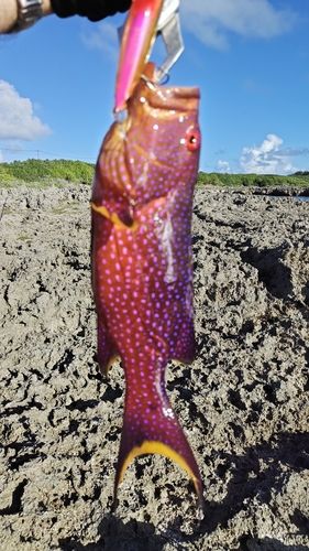 バラハタの釣果