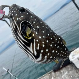 サザナミフグ