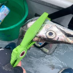 タチウオ