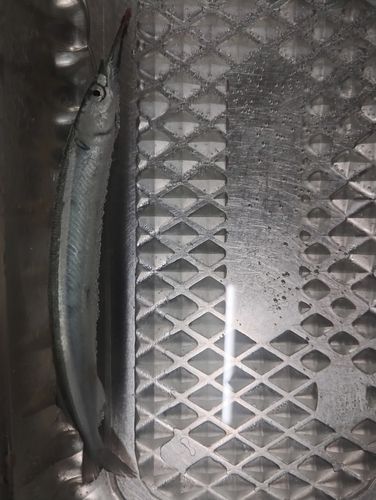 サヨリの釣果
