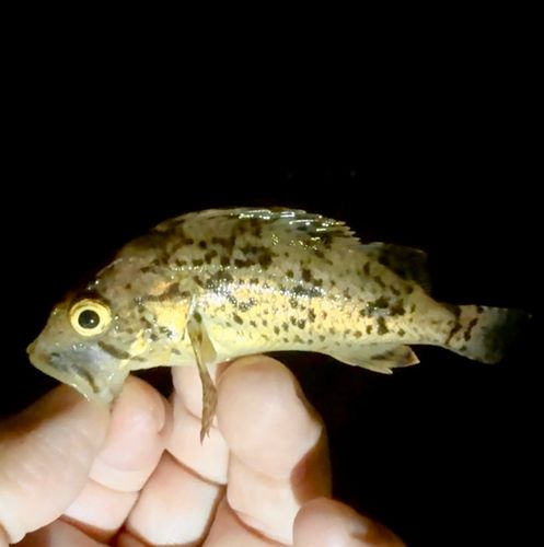 クロソイの釣果