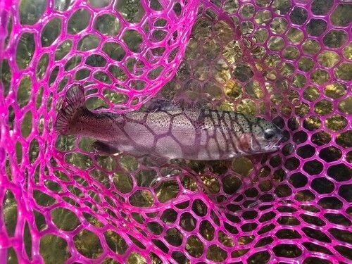 ニジマスの釣果