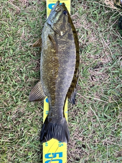 スモールマウスバスの釣果