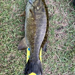 スモールマウスバス