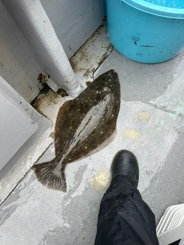 ヒラメの釣果