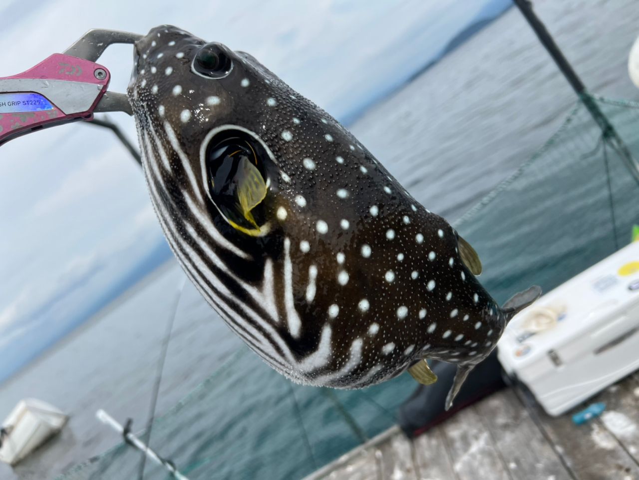 マサバ