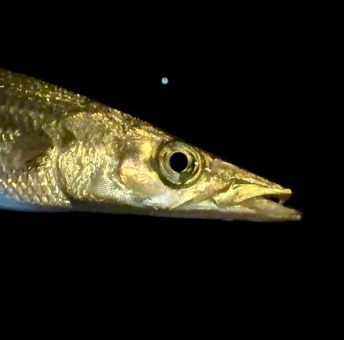 カマスの釣果