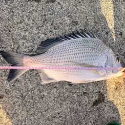 オキナワキチヌ