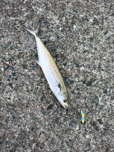 サゴシの釣果