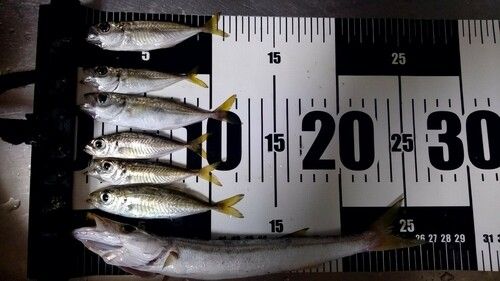 カマスの釣果