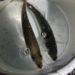 アジ