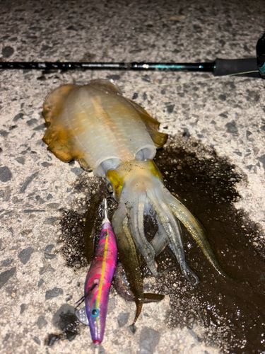 アオリイカの釣果