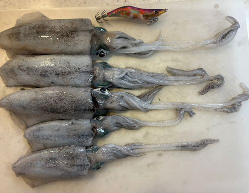 アオリイカの釣果