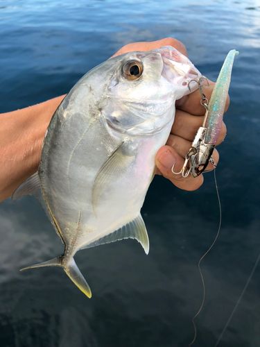 ロウニンアジの釣果
