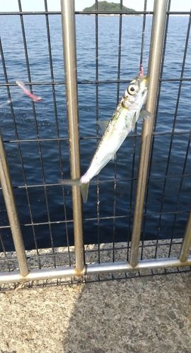 イワシの釣果