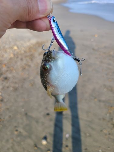 フグの釣果