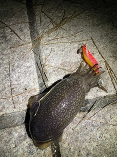 シリヤケイカの釣果