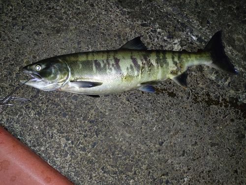サケの釣果