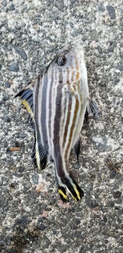 コロダイの釣果