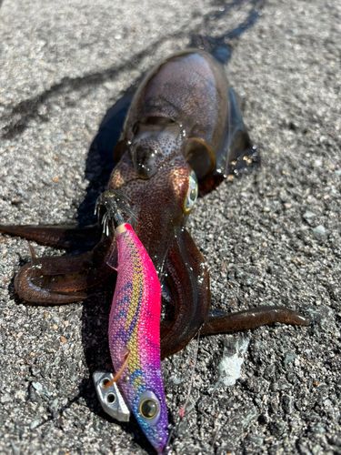 アオリイカの釣果