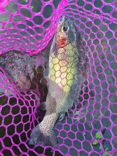 ニジマスの釣果