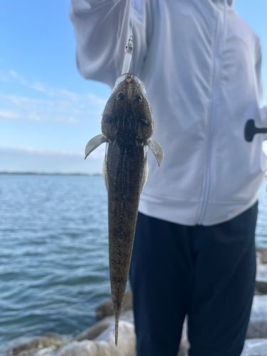 マゴチの釣果