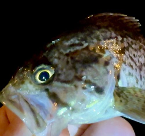 クロソイの釣果