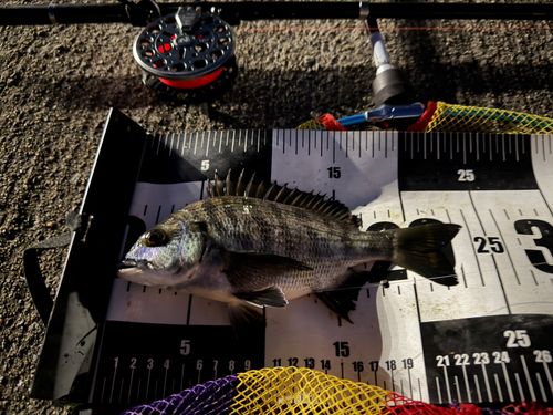 チヌの釣果