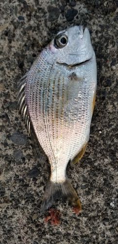 ヘダイの釣果