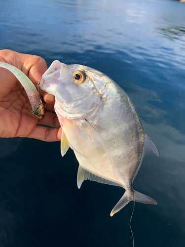 ロウニンアジの釣果