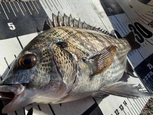 チヌの釣果