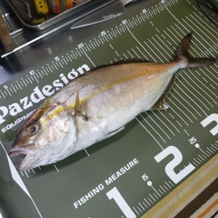 ショゴの釣果