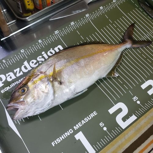 ショゴの釣果