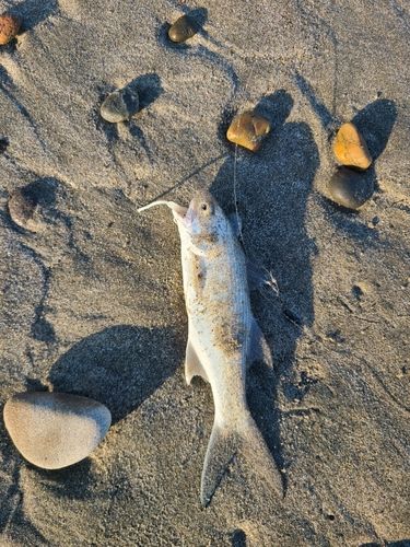 ツバメコノシロの釣果