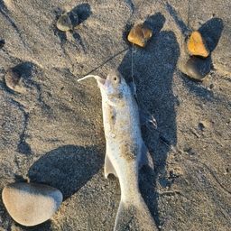 ツバメコノシロ