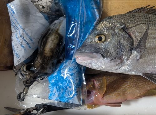 アオリイカの釣果