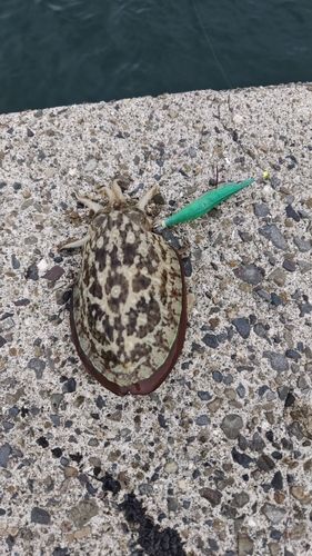 コウイカの釣果
