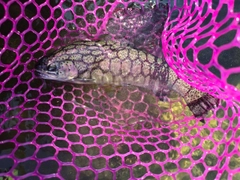 ニジマスの釣果