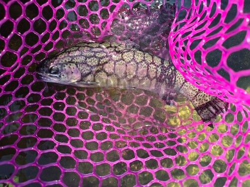 ニジマスの釣果